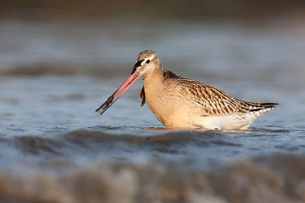 Bar-tailed Godwit (Limosa lapponica), Schleswig-Holstein, Germany