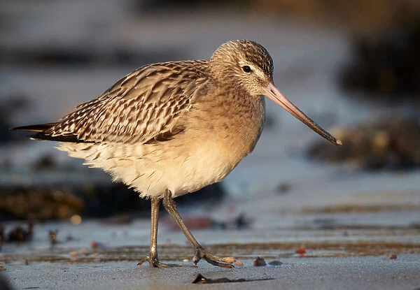 Bar-tailed Godwit (Limosa lapponica) foraging, Schleswig-Holstein, Germany