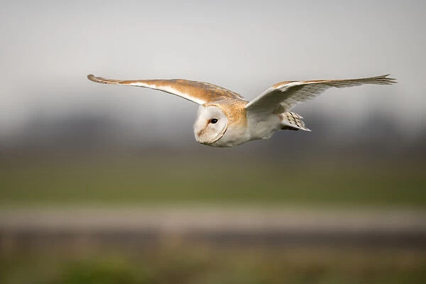 Barn Owl (Tyto Alba) in flight at daytime above the feelds, Kamperveen, Gelderland