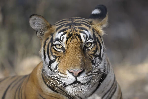 Bengal Tiger (Panthera tigris tigris) portrait, India, Rajasthan, Sawai Madhopur