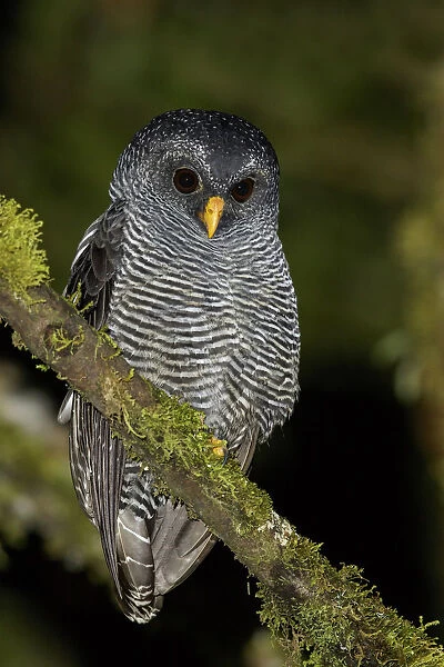 Black-banded Owl (Strix huhula), Ecuador