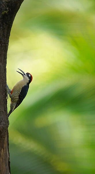 Black-cheeked Woodpecker (Melanerpes pucherani) male perched on a tree, Alajuela