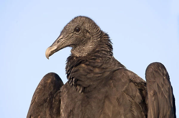 Black Vulture (Coragyps atratus), Texas, USA