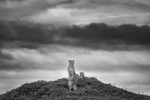 Cheetah (Acinonyx jubatus) mother with two cubs on top of a termite mound overlooking the savanna, Maasai Mara National Reserve, Rift Valley Province, Kenya