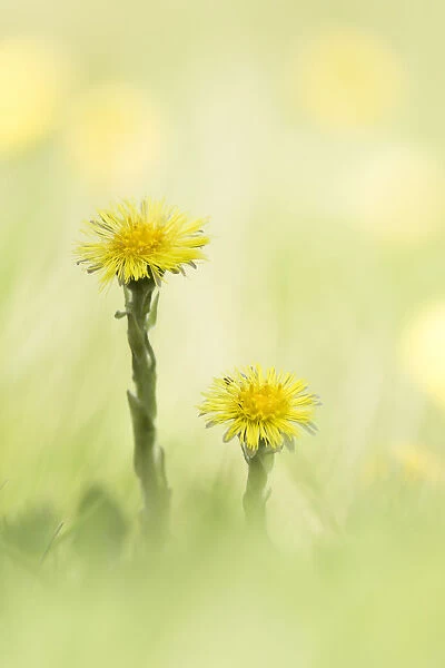 Coltsfoot (Tussilago farfara) flowering in close up, Groningen, The Netherlands