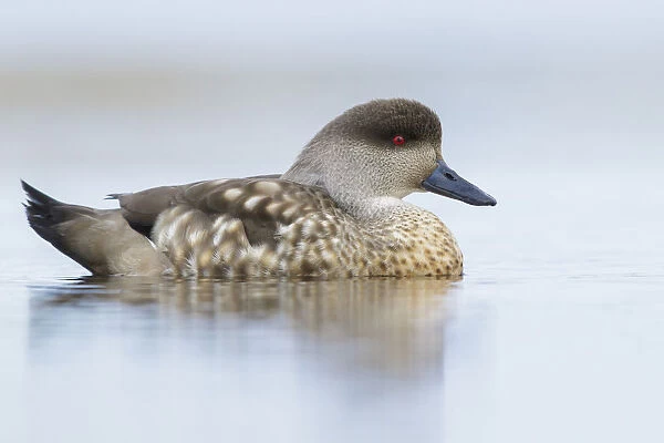 Crested Duck (Lophonetta specularioides) on a small pond, Falkland Islands