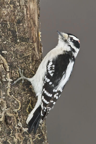 Downy Woodpecker (Dryobates pubescens) male, Ontario, Canada