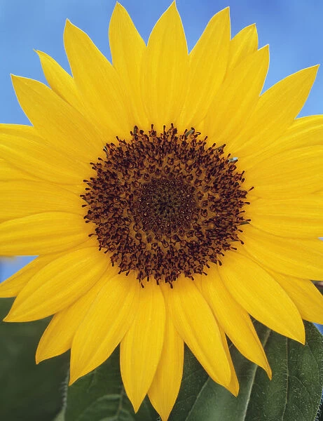 GO_137. Helianthus annuus. Sunflower. Yellow subject. Blue b / g