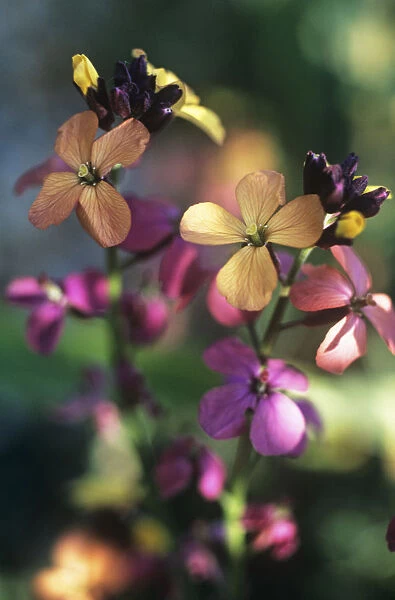 GP_0234. Erysimum linifolium Variegatum. Wallflower. Mixed colours subject