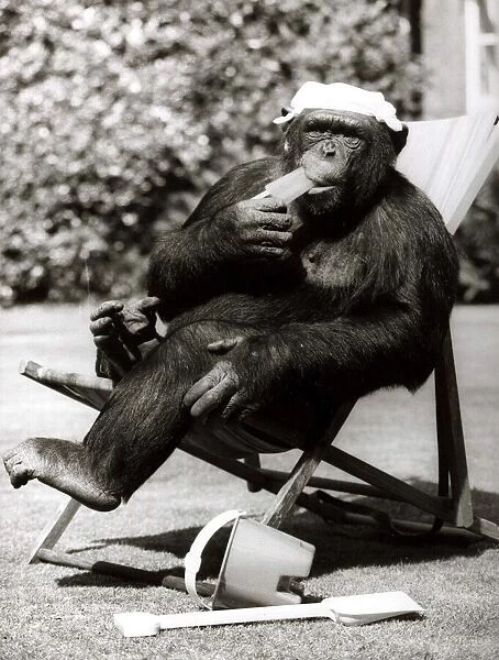 Chimp cools off in the heat with an Ice lolly - August 1983