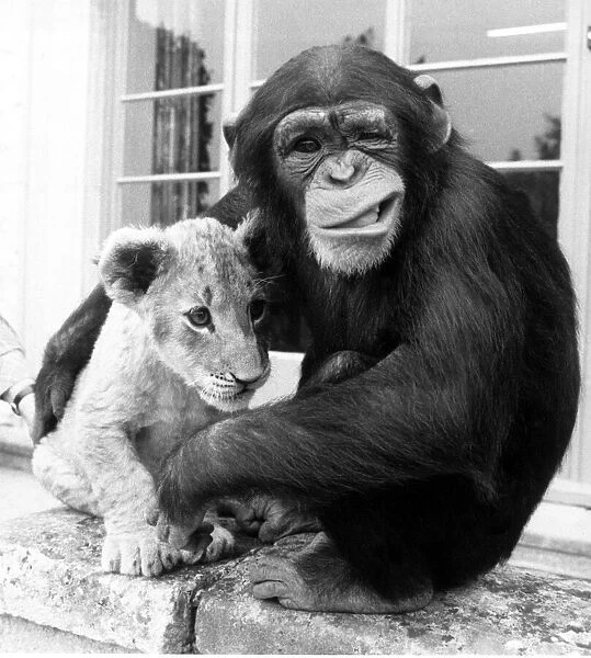 Mandy the Chimp cuddles Lion cub Sandie August 1984