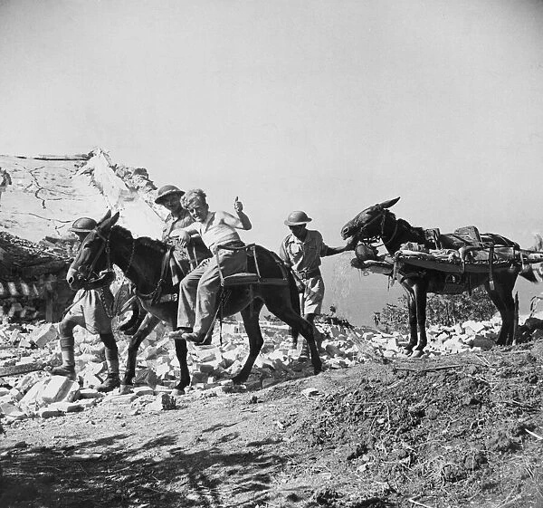Mules carry wounded soldiers of the 8th Army. 26th September 1943