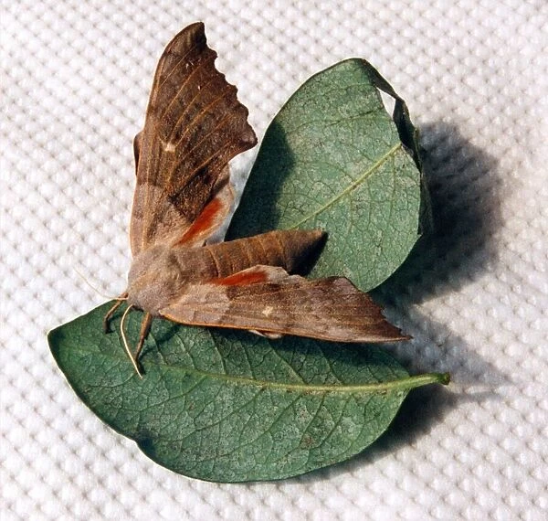 A picture of a Gypsy Moth in July 1996