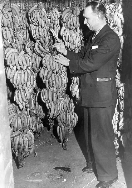 Yes we have some bananas - but they must be cared for. Mr. N
