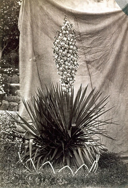Yucca Flexibilis bordered on the lower part by a metal element with an ornamental pattern and set against a cloth