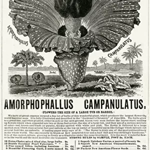 Advert for Amorphophallus Campanulatus, plant seeds 1891