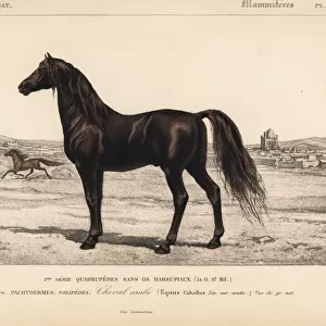 Arabian horse, Equus ferus caballus