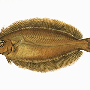 Arnoglossus laterna, or Scaldfish