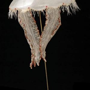 Aurelia aurita, jellyfish