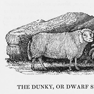 Bewick - Dunky Sheep