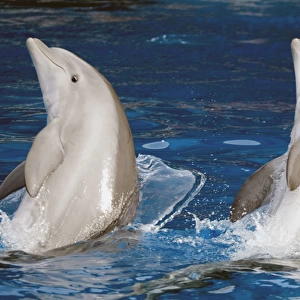 Bottlenose Dolphins - Preparing to jump