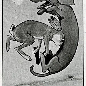 Cartoon, The Waterloo Cup, WW1