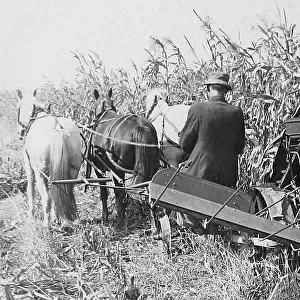 Corn harvesting in Indiana early 1900s