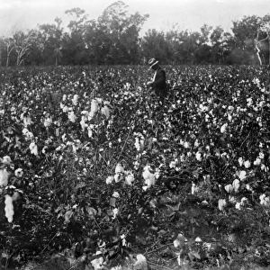 Cotton Fields