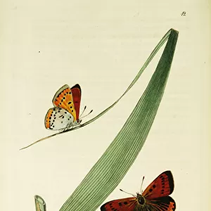 Curtis British Entomology Plate 12