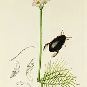 Curtis British Entomology Plate 151