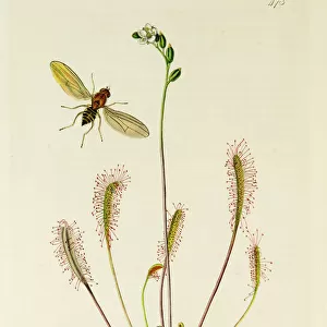 Curtis British Entomology Plate 473
