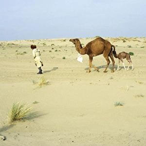 Dromedary Camel / Arabian Camel / One-humped Camel