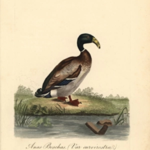 Dutch hookbill duck, Anas boschas var curvirostra