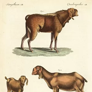 Egyptian goat, doe and kid, Capra aegagrus hircus