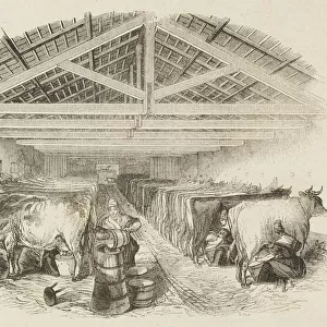 English milking parlour, with milkmaids at work