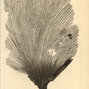 Fan sponge, Spongia flabelliformis