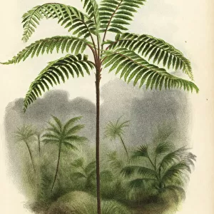 Fern tree, Cnemidaria lindenii