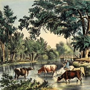 Fording the River with a cattle drive