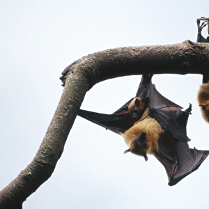 Borneo Fruit Bat