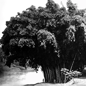 Giant bamboo, Ceylon (Sri Lanka)