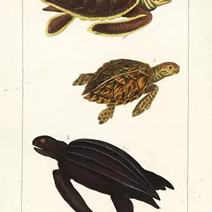 Green sea turtle, loggerhead and leatherback turtles