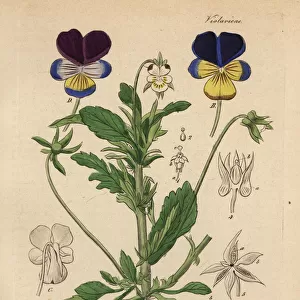 Heartsease or wild pansy, Viola tricolor