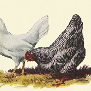 Two Hens Date: 1948