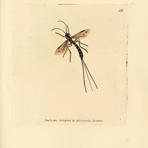 Ichneumon fly, Rhyssa persuasoria