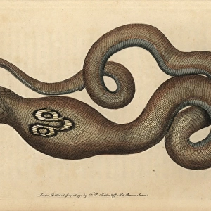 Indian cobra, spectacle snake or cobra de capello, Naja naja
