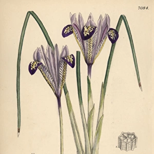 Iris bakeriana, violet-flowered iris native to Armenia