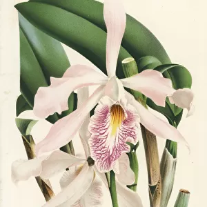 Largest cattleya orchid or peekaboo orchid, Cattleya maxima