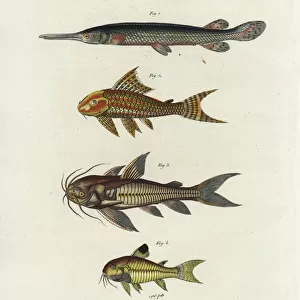 Longnose gar, suckermouth, Raphael and spotted catfish