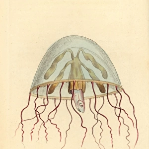 Moon jellyfish, Aurelia aurita