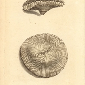 Mushroom coral, Fungiidae species